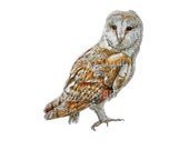Barn Owl Archival Quality Print Based on the Original Watercolor