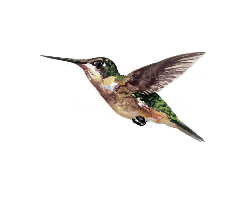Hummingbird in Flight - Archival Quality Print