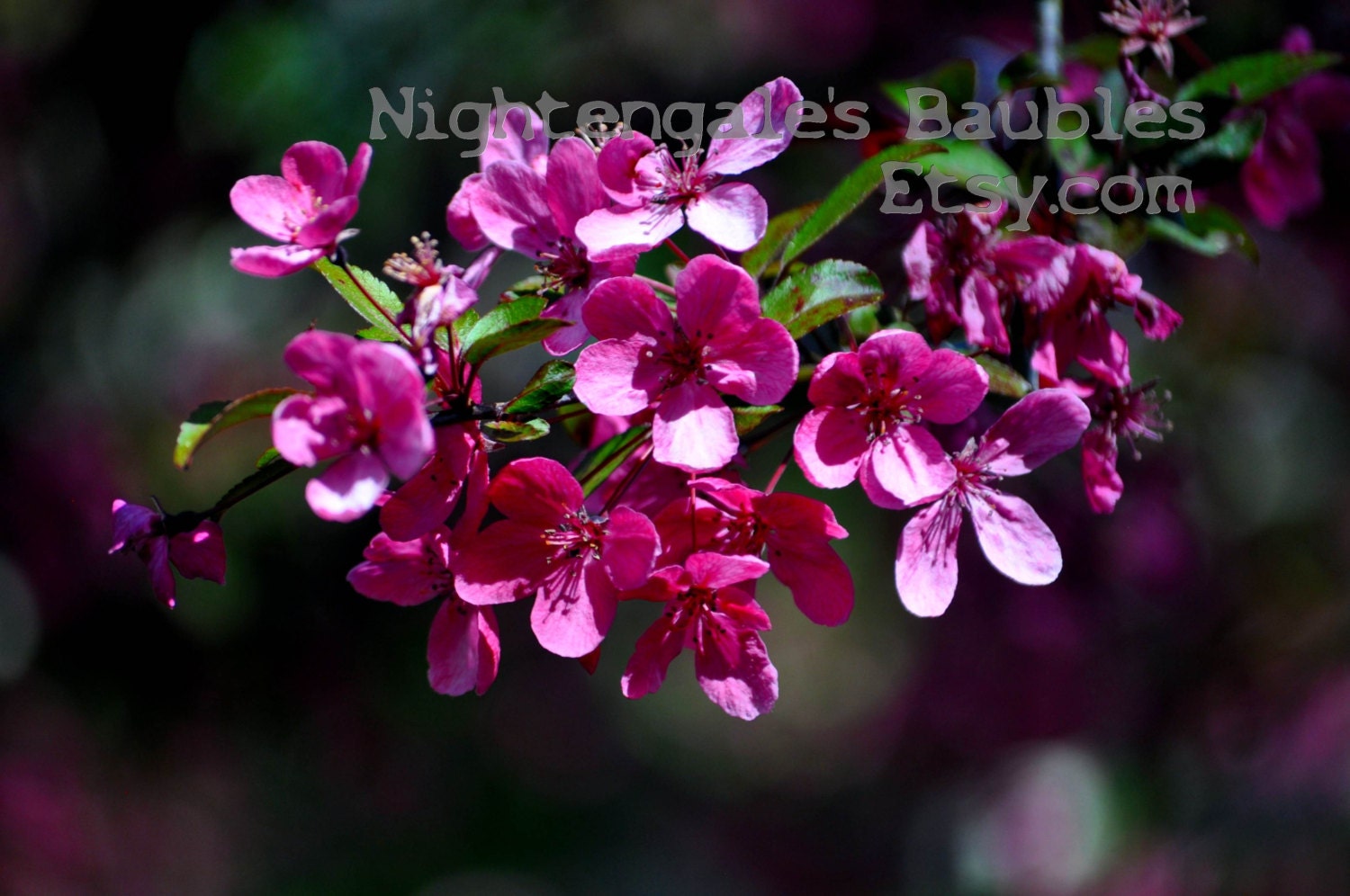 Pink Plumb Blossoms 8x10 Fine Art Photographic Print