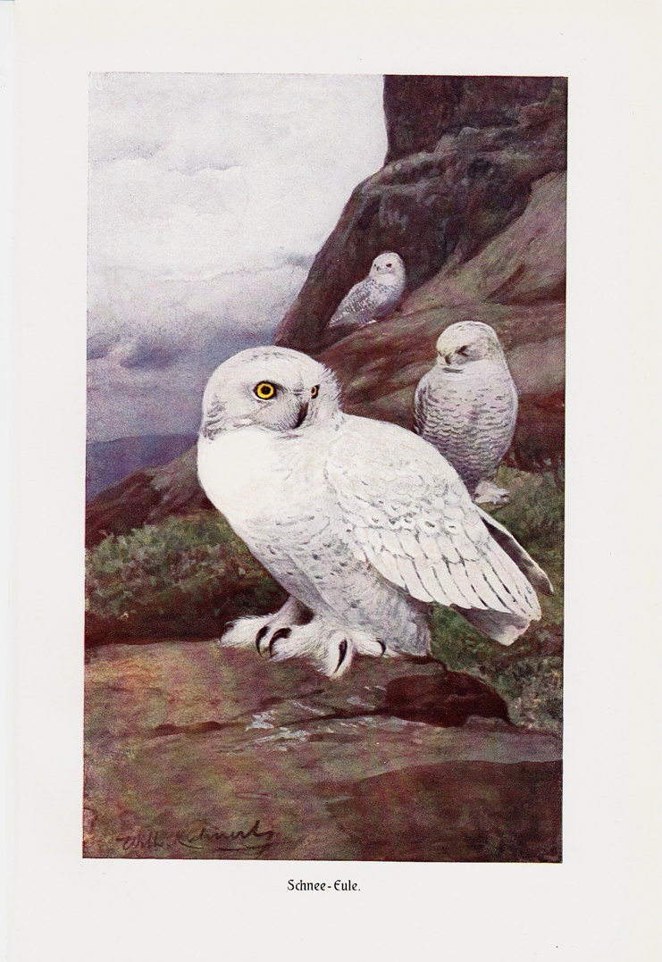 1910 Antique SNOW OWL print, white owls in mountains, original antique circa 100 years old print