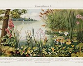 1906 Antique AQUATIC PLANTS print, water lilies  on the riverside, fine antique exotic FLORA  lithograph
