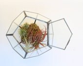 Tillandsia Terrarium, Hexagon