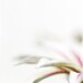 Photo of White Flower - Fine Art Photo Entitled Faintly - 8 X 12