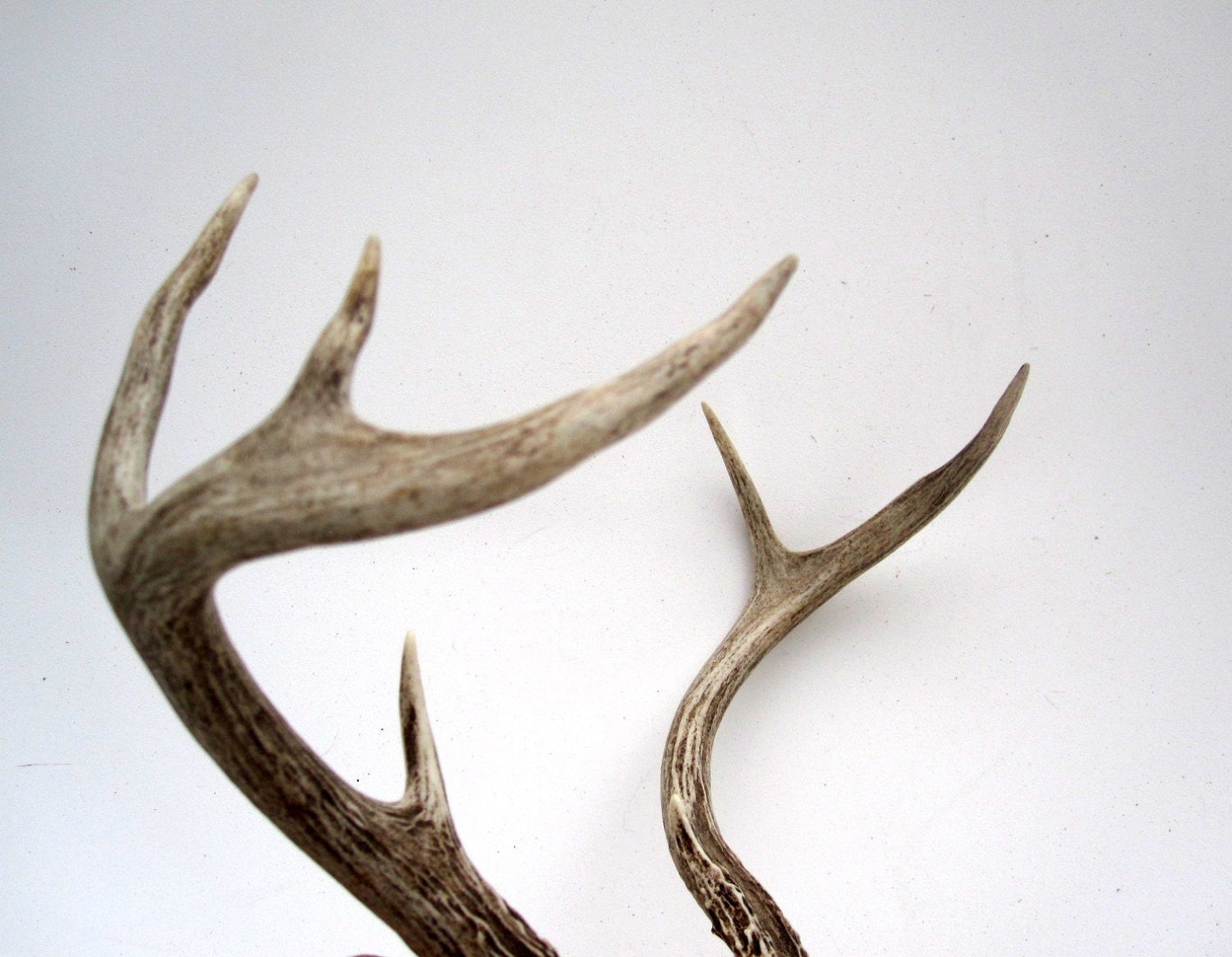 Real Deer Antlers - Rustic Woodland Cabin Decor - LoveButlerVintage