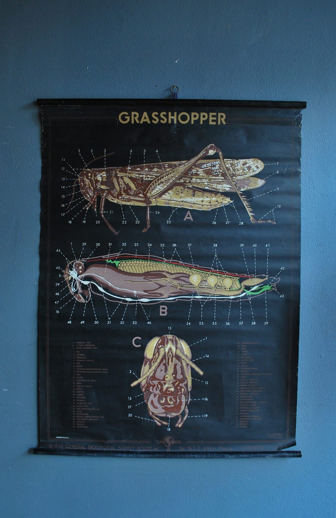 1930's Hand Stenciled Grasshopper Chart