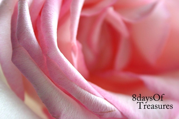 Pink, Rose, Pastel, For Her, Spring, Summer, Flower, Nature Photography, 8x10 Print - 8daysOfTreasures
