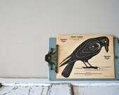 vintage shooting target: large crow