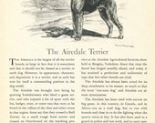 Airedale Terrier Vintage Dog Illustration and Text - Edwin Megargee - 1950s