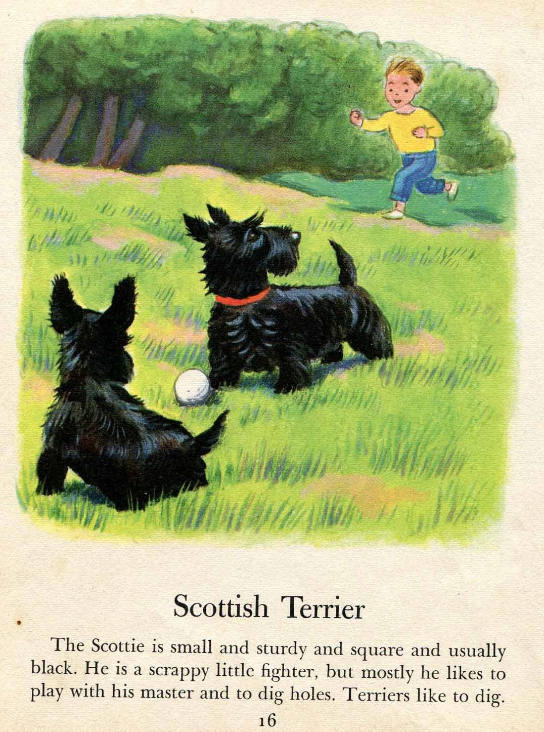 Scottish Terrier Dog Illustration by Tibor Gergely  from a Vintage Childrens Book