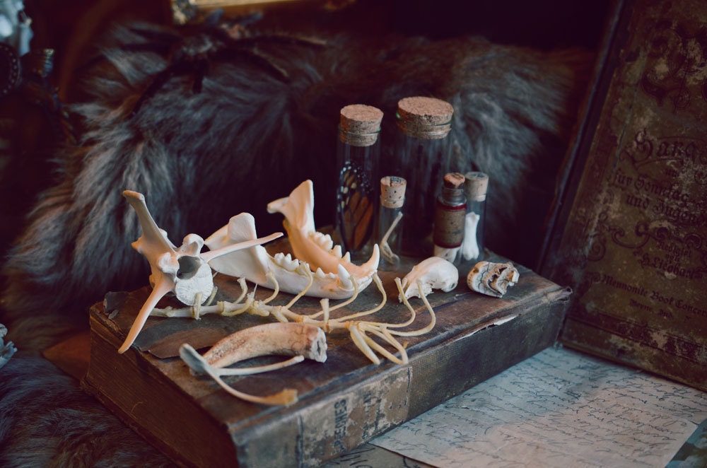 Curiosity Oddities Collection