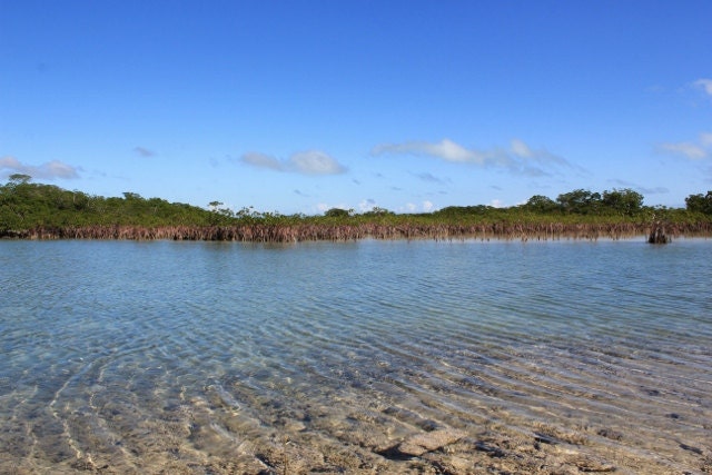 Coastal Decor, Bahamas Mangrove Landscape, Ocean Photography, Nautical
