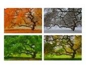8X12 Print Set - Seasons - Landscape Photography - Tree - Autumn - Winter - Spring - Summer - Home Decor - 4 photos