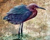 Giclee Art Print Reproduction - Bird Art Print - Bird Poster - Limited Edition Print - Giclee Print - Egret Print