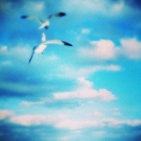 Digital Art Print - Seagull Photography - Printable Coastal Art - Digital Download - JPG - Beach Picture