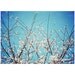 Cherry Blossom, 5x7", Photograph Print