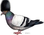 Pigeon in a Beefeater's Hat  - A4 Print