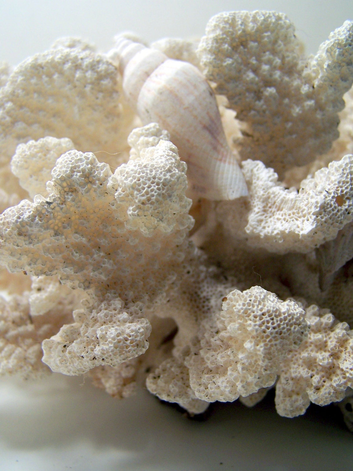 Beach Vintage Seashell Sea Shell CORAL Cluster