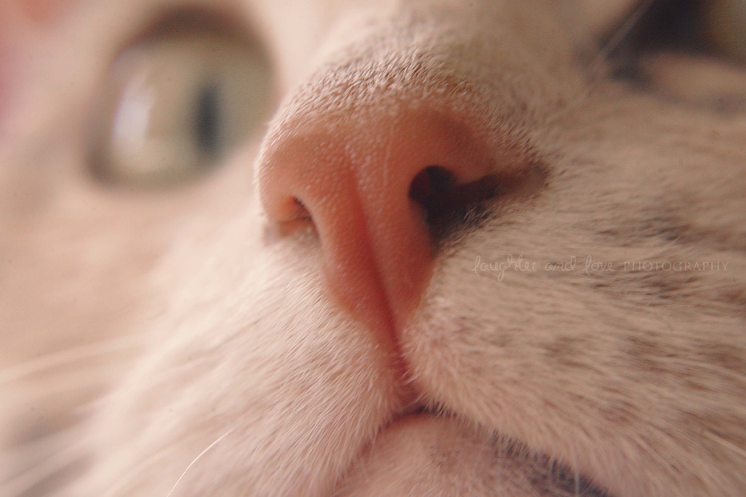 Cat Face 8x10 Fine Art Photography Feline Kitten Kitty Animal Pet Macro Nursery White Pink Grey Shabby Chic Home Decor Wall Art