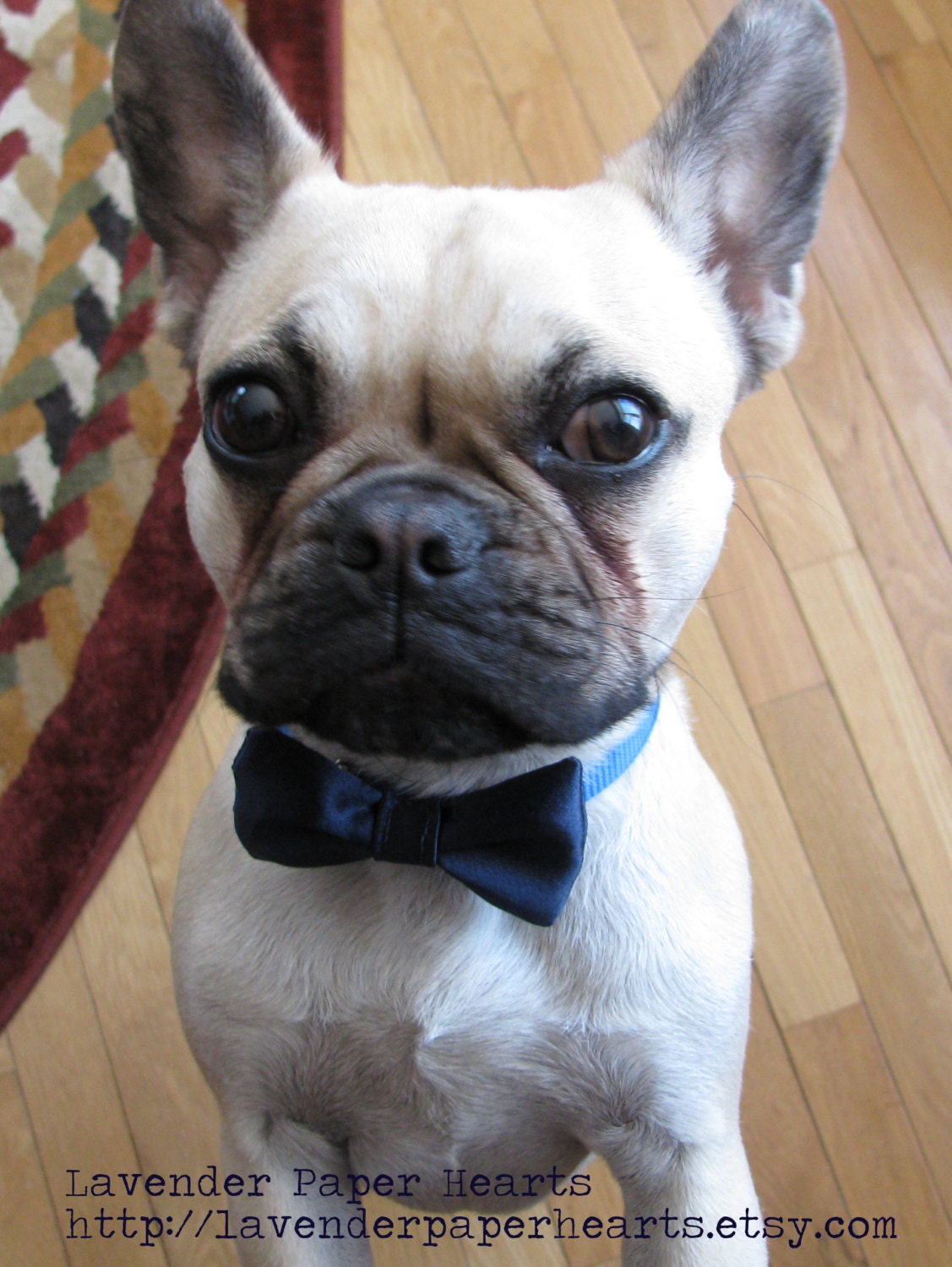 Small - Fancy Dog Cat Pet Bowties & Bows - Navy Satin