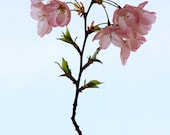 Nature Photography, Flower photography, Pink Cherry Blossom, Cherry Blossom, gift under 50, photography wall art, home decor, 8x12 print