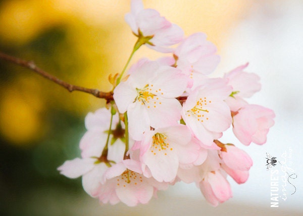 Nature Photography, Flower photography, Pink Cherry Blossom, Gifts for Mom, gift under 50, photography wall art, home decor, 8x12 print
