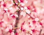 Spring Awakening