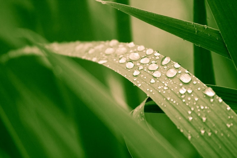 Macro Photography, Water Drops and Leaves, Raindrops, Emerald Green, Summer Rain, Leaves rainforest woodland 8x10 or 8x12 spring