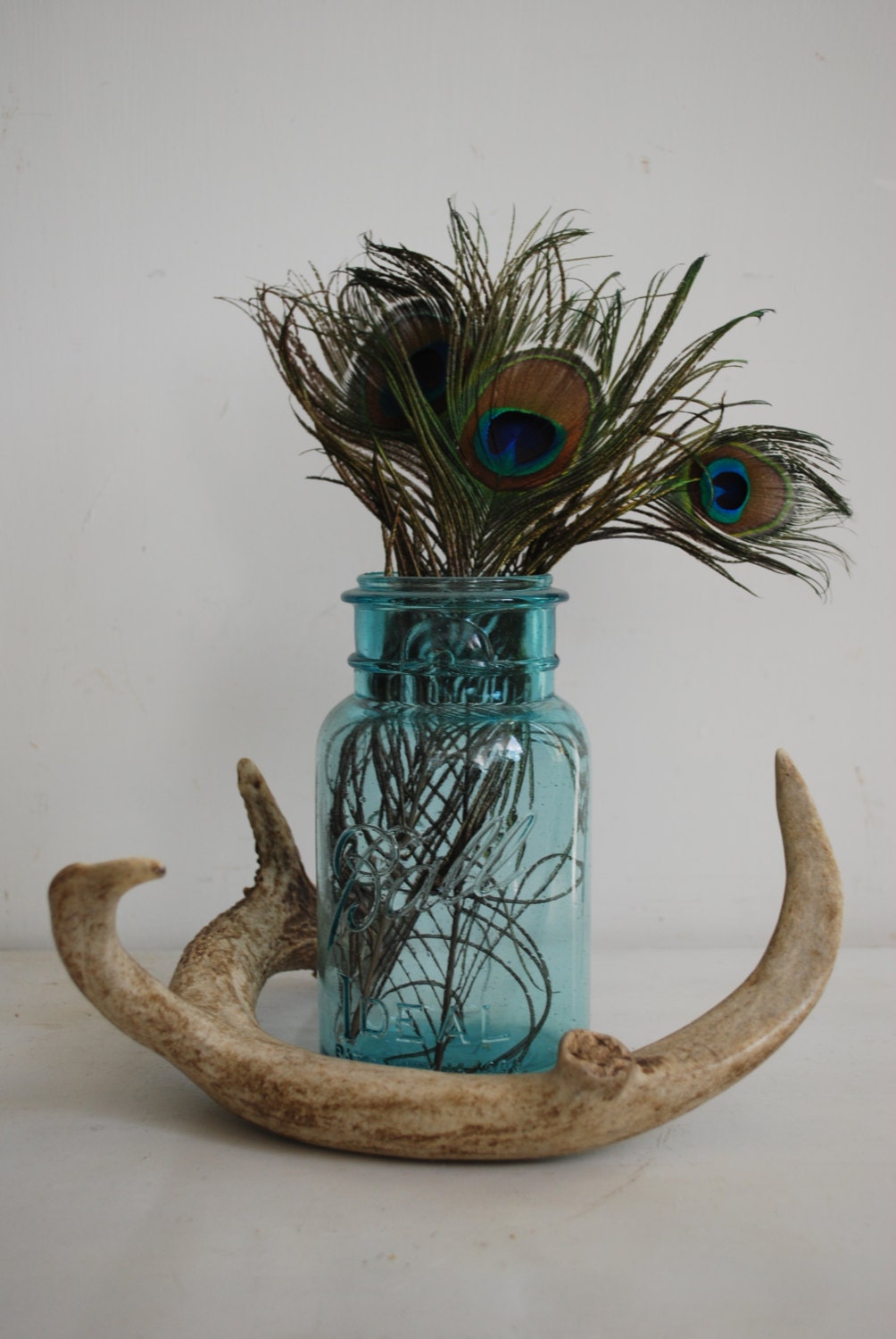 Vintage Deer Antler Shed - Large Natural Tabletop Decor Centerpiece Decoration Accessory 4 Point Collectable Animal Bone Taxidermy