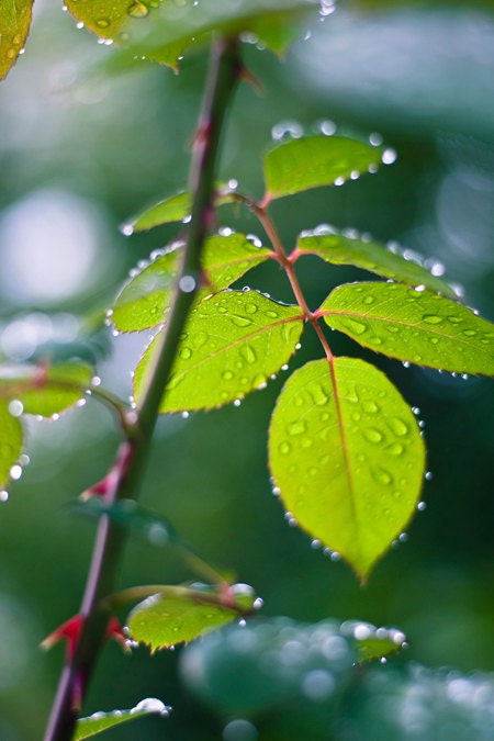 Green Leaves Rain Photograph - water drops nature photography - 8x12 Fine Art Photo Print