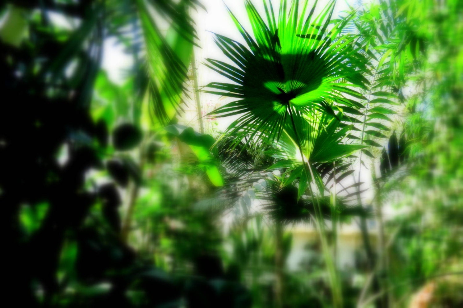 Nature Photography Green Plants, Summer Sun Bright 8x10" Picture
