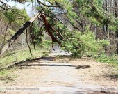 Pine Tree 5x7 photo print - nature fine art photography