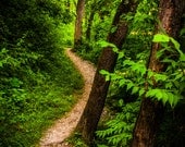 Trail through a lush green forest.   - Nature Photography Fine Art Print or Gallery Wrap Canvas Home Decor