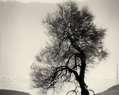 Black and white photography. Fine art film photography. Large photography: Tree and bicycle on the beach