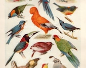 Vintage Antique 1930s Bird bookplate original lithograph art print illustration quail 3141 1