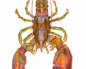 ART, You are my Lobster,  Lobster watercolor, print from original painting, kitchen art, food painting, from the sea