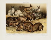 1894 Gorgeous RABBIT print, farmed rabbits of different breeds and colors. 118 years old nice lithograph