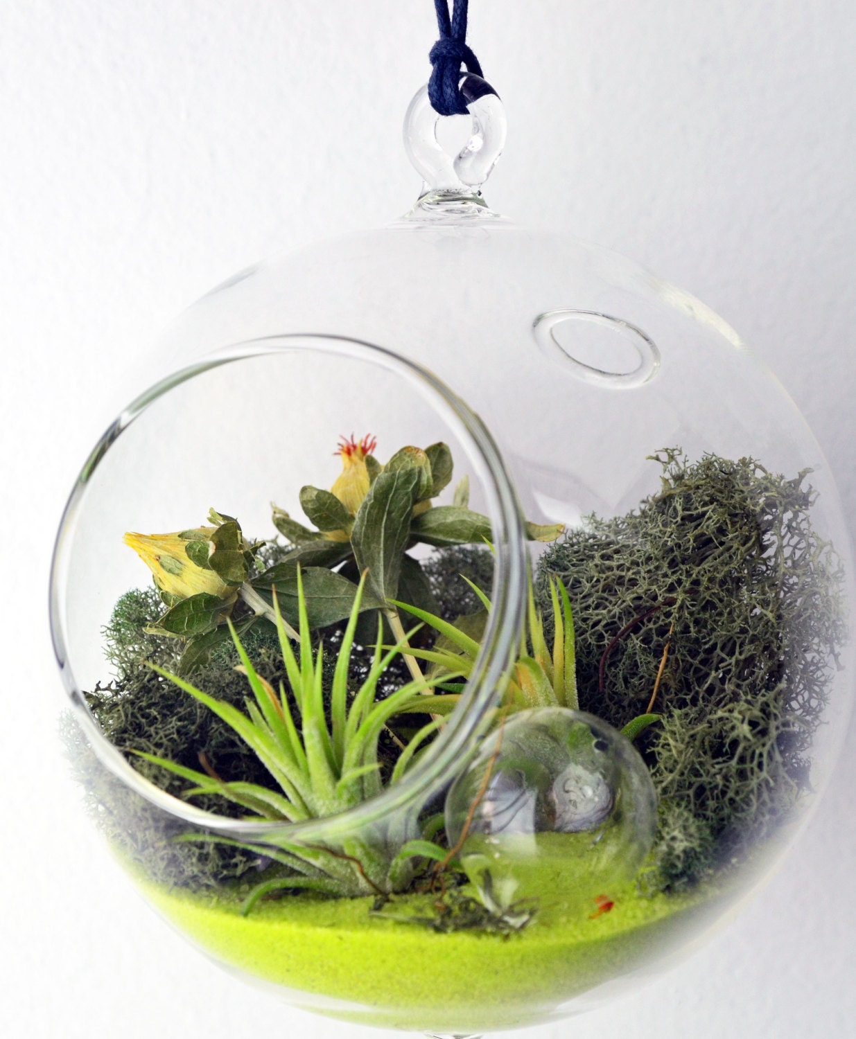 Air Plant Terrarium // Hanging Glass Orb // Tillandsia Ionantha // Green Sand //  reindeer moss // dried flowers // Indoor Garden