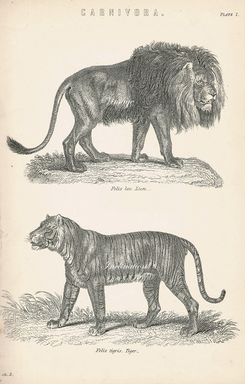 Antique Print, LION TIGER CARNIVORA Chart 1890 beautiful wall art vintage b/w engraving illustration animals big cats Australia