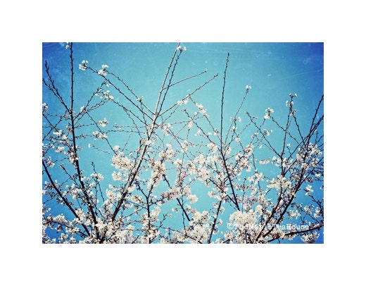 Cherry Blossom, 5x7", Photograph Print