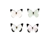 SALE, Pastel, Butterfly, Minimalist, Nature photography, white, mint, pink, spring garden, wall decor - Raceytay SALE, Pastel, Butterfly, Minimalist, Nature photography, white, mint, pink, spring garden, wall decor - Raceytay