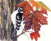 watercolor bird- Woodpecker in Autumn Maple- 8x10 print - bleuherron