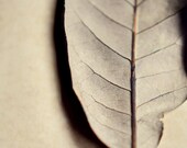 Minimalist leaf photograph- cream, botanical, neutral colors, earth tones, rustic,  muted, fine art photography, 8x10 print