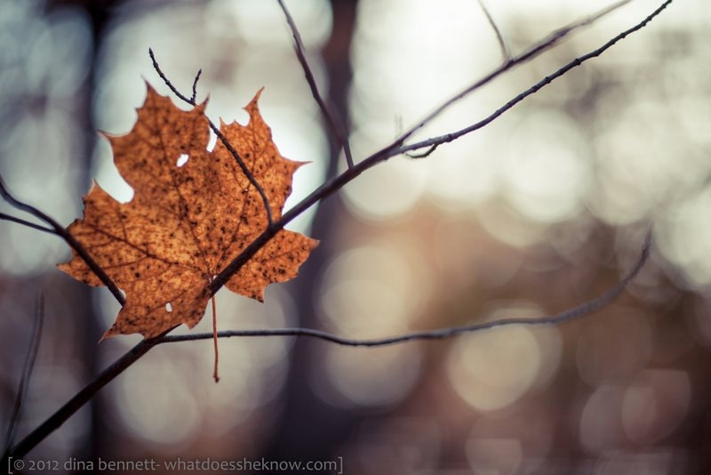 Nature photography muted fall autumn leaves by LightReadingPhotos