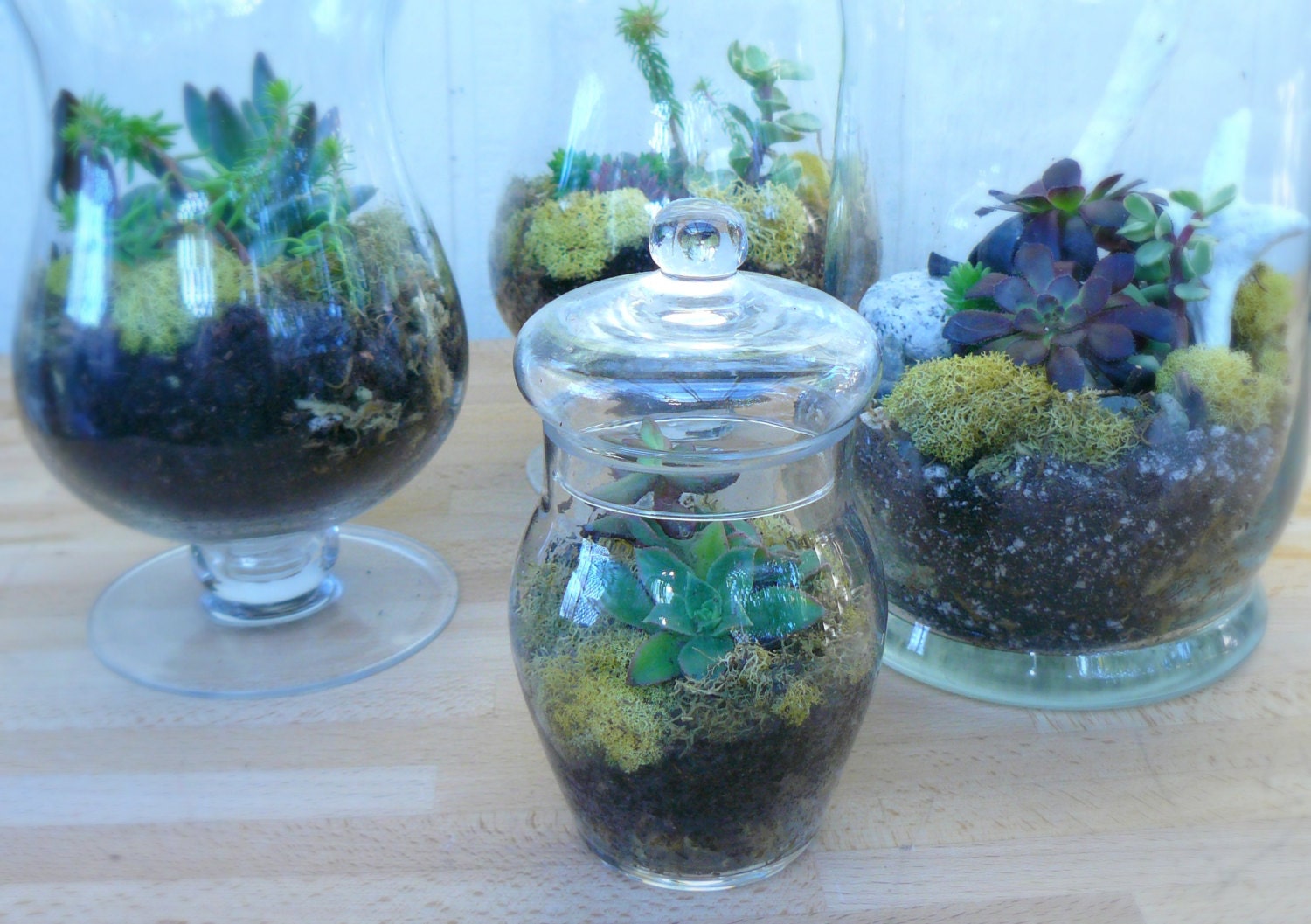 Small Apothecary Jar Terrarium Succulent by BellasJardin on Etsy