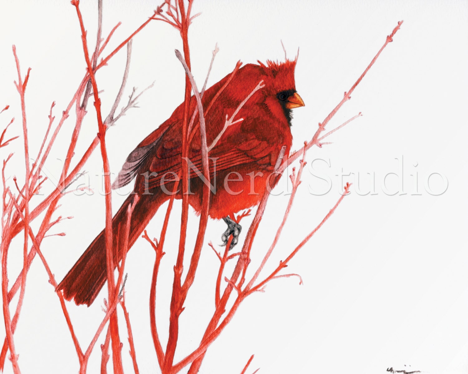 Northern Cardinal on Coral Bark Maple Branches "Red Cardinal Feeling Blue" - Watercolor, 8" x 10" Fine Art Print - NatureNerdStudio