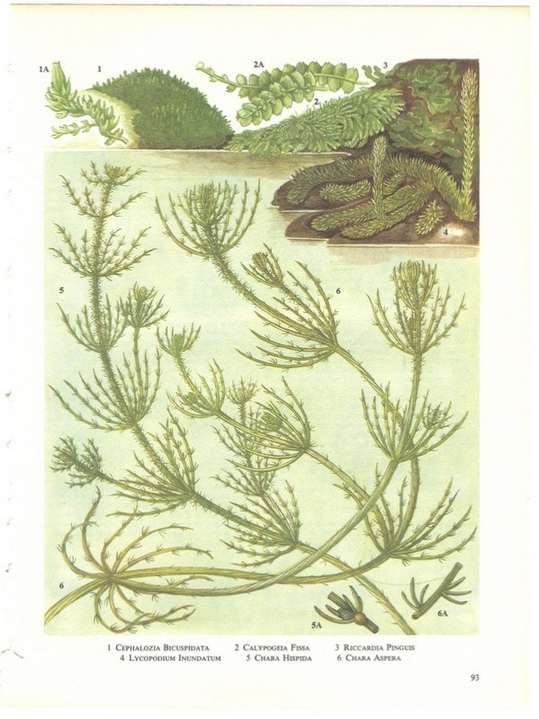 Vintage Seaweed Print, Green Marsh and Lake Plants Natural History Bookplate 93 - amykristineprints