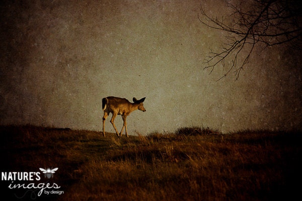 CIJ SALE - Animal Photography, Nature Photography,Deer Print, Fawn Image, Animal Print, Shenandoah, Home Decor, christmasinjuly - NatureImagesByDesign