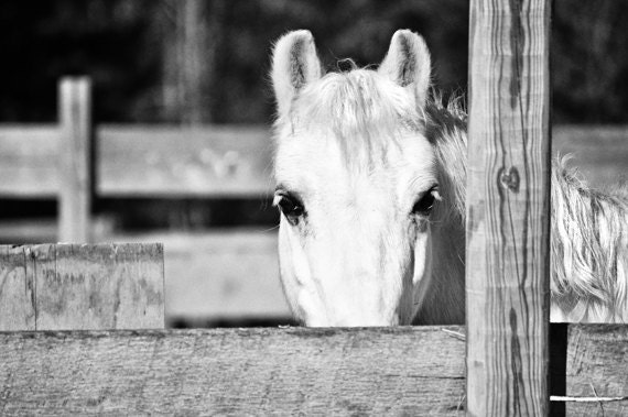 Horse and Fence Black and White Photograph Ears Eyes Face 10x15 Fine Art Photo Print