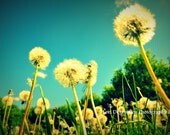 Towering Dandelions  Photo,  8x10 Print, Saskatchewan Landscape