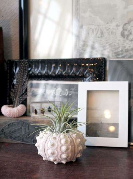 large pineapple // air plant tillandsia // sea urchin terrarium
